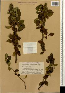 Cotoneaster multiflorus Bunge, Caucasus, Armenia (K5) (Armenia)