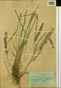 Arctagrostis arundinacea (Trin.) Beal, Siberia, Yakutia (S5) (Russia)