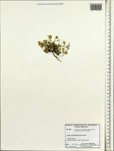 Draba tschuktschorum, Siberia, Chukotka & Kamchatka (S7) (Russia)