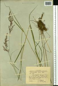 Calamagrostis purpurea (Trin.) Trin., Siberia, Yakutia (S5) (Russia)