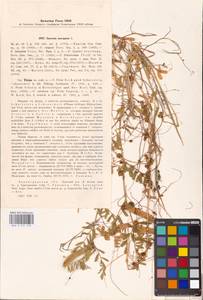 Cuscuta europaea L., Eastern Europe, North-Western region (E2) (Russia)