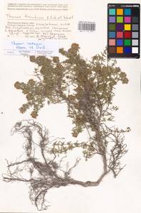 MHA 0 156 896, Thymus calcareus Klokov & Des.-Shost., Eastern Europe, Lower Volga region (E9) (Russia)