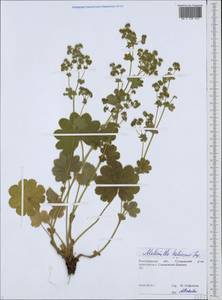 Alchemilla hebescens Juz., Eastern Europe, Central region (E4) (Russia)