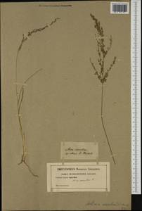 Molinia caerulea (L.) Moench, Western Europe (EUR) (Not classified)