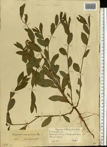 Polygonum aviculare subsp. aviculare, Eastern Europe, Lower Volga region (E9) (Russia)