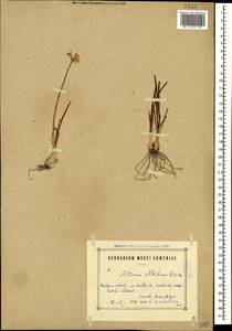 Allium denudatum Redouté, Caucasus, Armenia (K5) (Armenia)