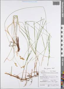 Carex praecox Schreb., Eastern Europe, Rostov Oblast (E12a) (Russia)