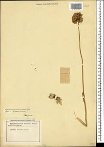 Allium pseudoampeloprasum Miscz. ex Grossh., Caucasus, Stavropol Krai, Karachay-Cherkessia & Kabardino-Balkaria (K1b) (Russia)