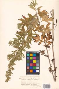 Artemisia argyi H. Lév. & Vaniot, Eastern Europe, Moscow region (E4a) (Russia)