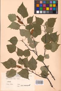 Betula pendula Roth, Eastern Europe, Central region (E4) (Russia)