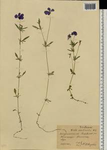 Viola declinata Waldst. & Kit., Eastern Europe, West Ukrainian region (E13) (Ukraine)