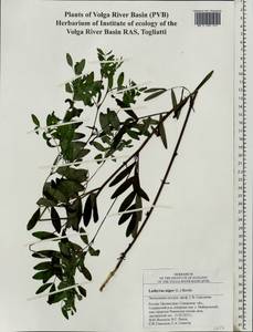 Lathyrus niger (L.)Bernh., Eastern Europe, Middle Volga region (E8) (Russia)