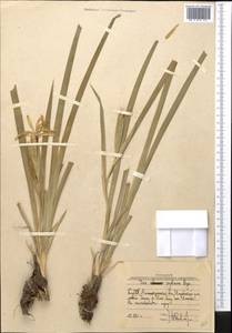 Iris halophila var. sogdiana (Bunge) Skeels, Middle Asia, Muyunkumy, Balkhash & Betpak-Dala (M9) (Kazakhstan)