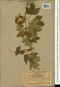 Acer campestre L., Caucasus, Azerbaijan (K6) (Azerbaijan)