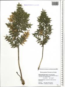 Ruscus aculeatus L., Caucasus, Krasnodar Krai & Adygea (K1a) (Russia)