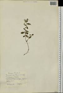 Vaccinium vitis-idaea L., Siberia, Central Siberia (S3) (Russia)