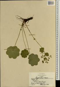Alchemilla ventiana V. N. Tikhom., Eastern Europe, Middle Volga region (E8) (Russia)