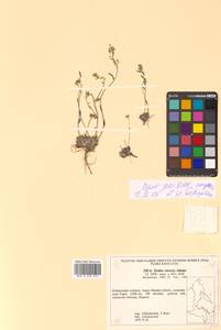 Draba cinerea Adams, Siberia, Russian Far East (S6) (Russia)