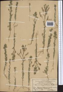Linum corymbulosum Rchb., Middle Asia, Western Tian Shan & Karatau (M3) (Kazakhstan)