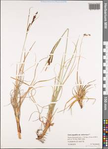 Carex aquatilis Wahlenb., Siberia, Yakutia (S5) (Russia)