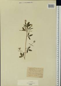 Trigonella caerulea (L.)Ser., Eastern Europe, Moscow region (E4a) (Russia)