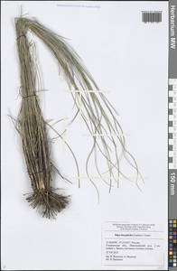 Stipa dasyphylla (Lindem.) Czern. ex Trautv., Eastern Europe, Middle Volga region (E8) (Russia)