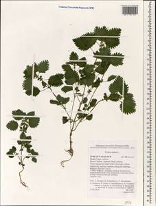 Urtica urens L., South Asia, South Asia (Asia outside ex-Soviet states and Mongolia) (ASIA) (Israel)