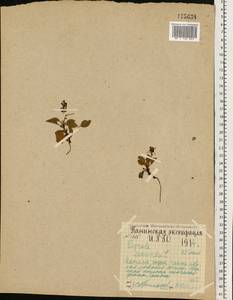 Orthilia secunda (L.) House, Eastern Europe, Northern region (E1) (Russia)