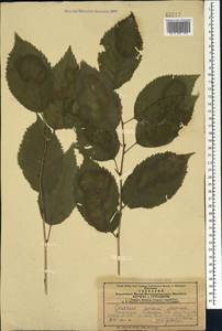 Prunus avium (L.) L., Caucasus, Azerbaijan (K6) (Azerbaijan)