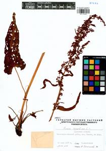 Rumex aquaticus L., Siberia, Baikal & Transbaikal region (S4) (Russia)