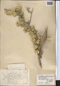 Zygophyllum gontscharovii Boriss., Middle Asia, Pamir & Pamiro-Alai (M2) (Tajikistan)