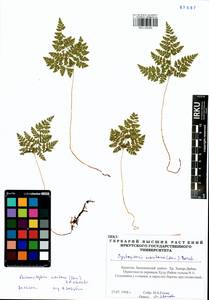 Cystopteris montana (Lam.) Desv., Siberia, Baikal & Transbaikal region (S4) (Russia)