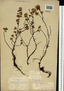 Rhododendron parvifolium Adams, Siberia, Yakutia (S5) (Russia)