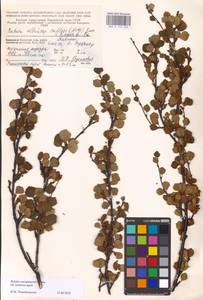 Betula pubescens var. pumila (Zanoni ex Murray) Govaerts, Eastern Europe, Northern region (E1) (Russia)