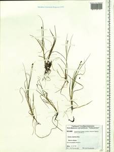 Carex marina Dewey, Siberia, Central Siberia (S3) (Russia)