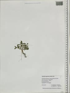 Gentiana squarrosa Ledeb., Siberia, Baikal & Transbaikal region (S4) (Russia)