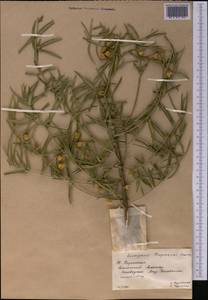 Euonymus nanus M. Bieb., Middle Asia, Western Tian Shan & Karatau (M3) (Kazakhstan)