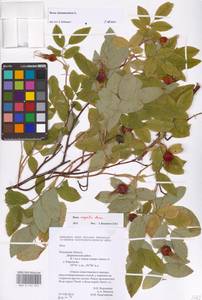 Rosa majalis Herrm., Eastern Europe, Central region (E4) (Russia)