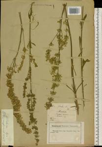 Silene borysthenica (Gruner) Walters, Eastern Europe, Central forest-and-steppe region (E6) (Russia)