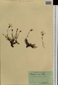 Dianthus repens Willd., Siberia, Western Siberia (S1) (Russia)