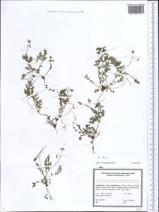 Erodium, Middle Asia, Pamir & Pamiro-Alai (M2) (Uzbekistan)