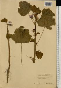 Malva sylvestris L., Eastern Europe, Central forest-and-steppe region (E6) (Russia)