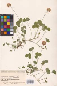 Trifolium repens L., Eastern Europe, Lower Volga region (E9) (Russia)