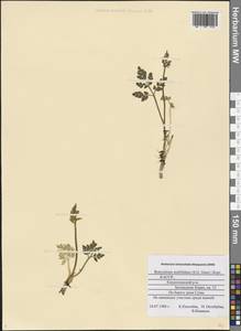 Sceptridium multifidum (S. G. Gmel.) M. Nishida ex Tagawa, Eastern Europe, Northern region (E1) (Russia)