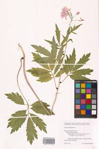 Cardamine bulbifera (L.) Crantz, Eastern Europe, Central forest-and-steppe region (E6) (Russia)