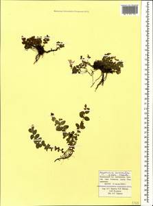 Hypericum nummularioides Trautv., Caucasus, Krasnodar Krai & Adygea (K1a) (Russia)