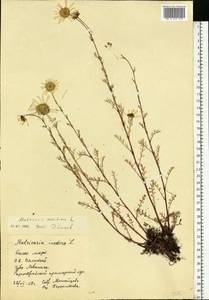 Tripleurospermum maritimum (L.) Koch, Eastern Europe, Northern region (E1) (Russia)
