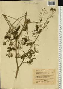 Anthriscus sylvestris (L.) Hoffm., Eastern Europe, Moscow region (E4a) (Russia)