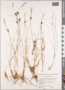 Carex rotundata Wahlenb., Siberia, Russian Far East (S6) (Russia)