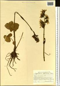 Ligularia sibirica (L.) Cass., Siberia, Altai & Sayany Mountains (S2) (Russia)